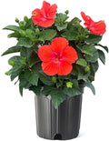 American Plant Exchange Hibiscus 'Red' Plant – Live Flowering Bush, 10-Inch Pot, Tropical Scarlet Blooms for Patios, Garden Beds, and Outdoor Landscapes