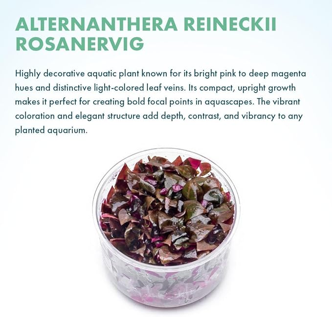 SubstrateSource Live Plants - Alternanthera Reineckii Rosanervig (Alternanthera reineckii) - Medium to High Light, Pink-Red, Midground to Background Placement, Pink Accents - Tissue Culture, 1 Pack
