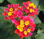 50 pcs Lantana Flower Seeds – Colorful Perennial Seeds | Drought-Tolerant, Long-Blooming | Attracts Butterflies & Hummingbirds