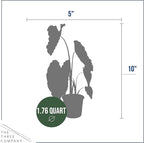 Live Colocasia - Redemption, 10” Tall by 5” Wide in 1.76 Qt Pot, Trimmed Back for Shipping Purposes