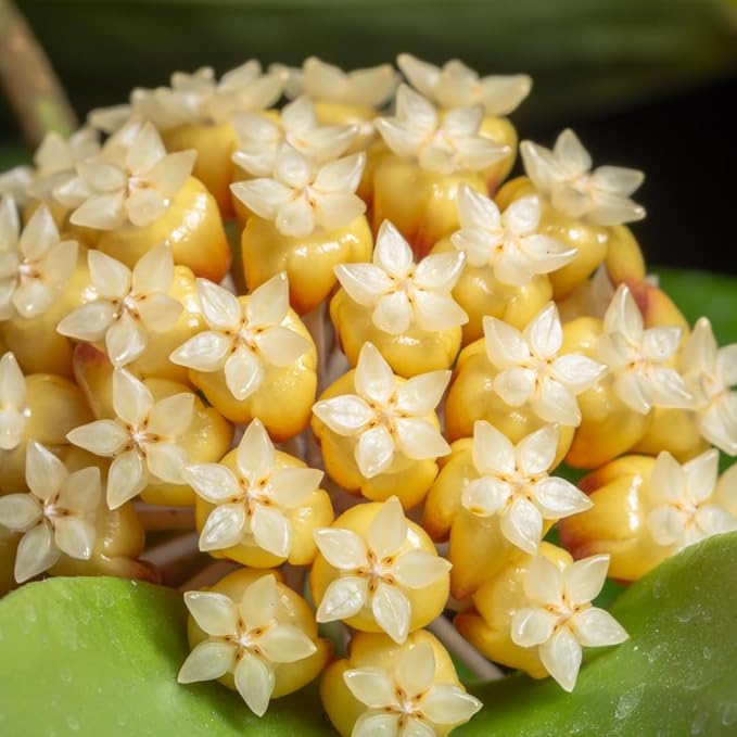 2 Light Yellow Hoya Plants Live Houseplants, Indoor Outdoor Planting, Starter 5-8 Inches in Tall, Well-Rooted for Zones 9-11