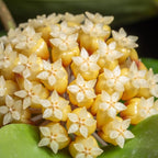 2 Light Yellow Hoya Plants Live Houseplants, Indoor Outdoor Planting, Starter 5-8 Inches in Tall, Well-Rooted for Zones 9-11