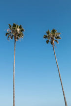 Mexican Fan Palm Tree Seeds, Washingtonia Robusta - 20 Seeds for Planting