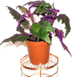 Gynura aurantiaca - Purple Passion Plant – Live Indoor Houseplant – 2 Inch Pot – Vibrant Purple Foliage