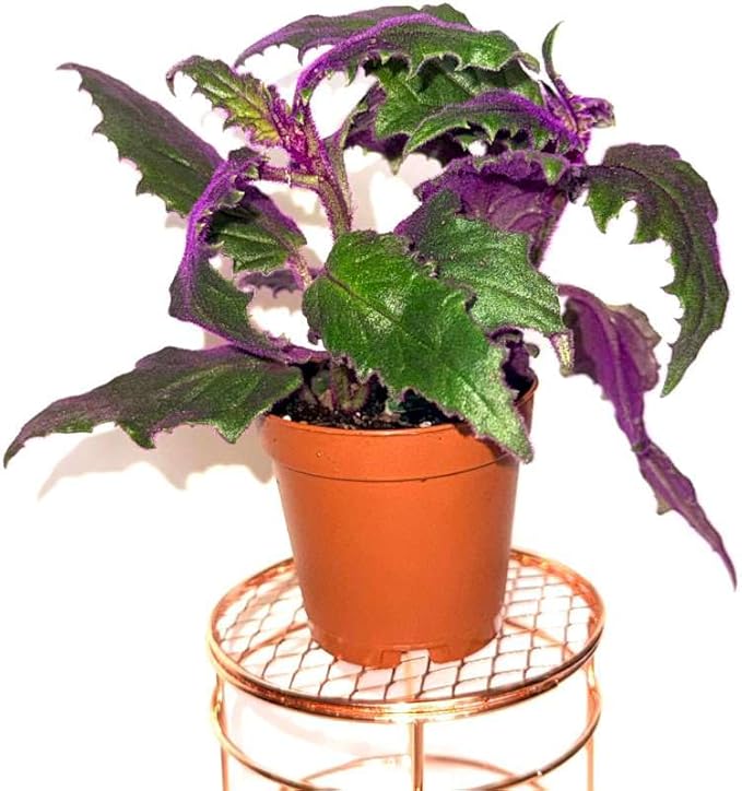 Gynura aurantiaca - Purple Passion Plant – Live Indoor Houseplant – 2 Inch Pot – Vibrant Purple Foliage