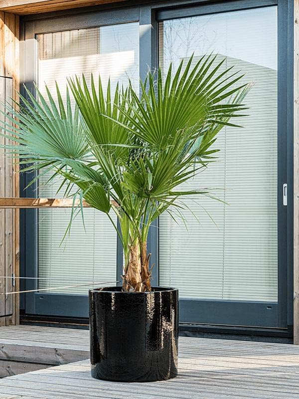 Seeds Palm Washingtonia Nicanora Indoor Rare Perennial Tree for Planting