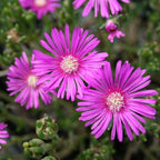 Purple Ice Plant Delosperma cooperi – Succulent Groundcover with Vibrant Purple Flowers, Drought Tolerant, Full Sun, Pet Safe, and Suitable for Containers and Gardens 1 Quart (Pack of 5)