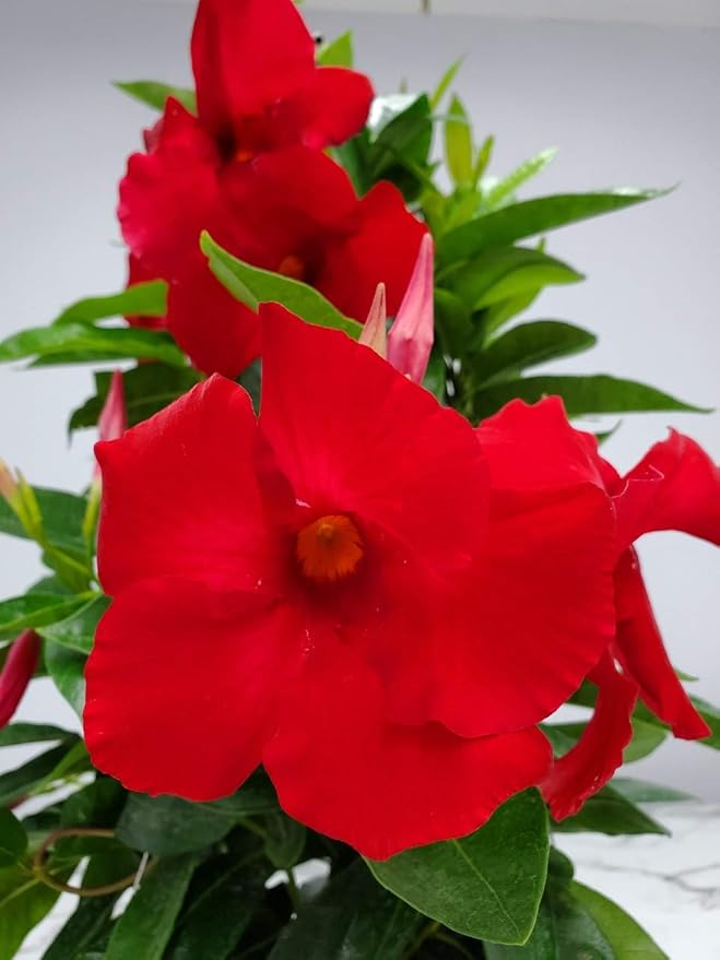 Tropical Plants of Florida Red Mandevilla Plant Live Hanging Basket - 12" Basket - Overall Size 14" Wide by 18"