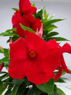 Tropical Plants of Florida Red Mandevilla Plant Live Hanging Basket - 12" Basket - Overall Size 14" Wide by 18"