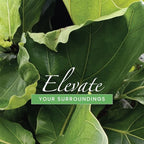 American Plant Exchange Live Fiddle Leaf Fig – 6-Inch Pot – Bold Leafy Indoor Plant for Bright Spaces