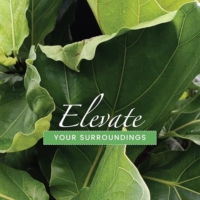 American Plant Exchange Live Fiddle Leaf Fig – 6-Inch Pot – Bold Leafy Indoor Plant for Bright Spaces