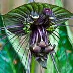 Tacca Chantrieri Black Bat Orchid Plant Live Indoor, Rare Flower Live Plant, 5-9" Tall, Black Plant Live for Planting Houseplant
