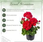 Live Flowering Zonal Geraniums - Red (2 Plants Per Pack) - Beautiful Spring Flowers - 12" Tall by 5" Wide in 1 Qt Pot