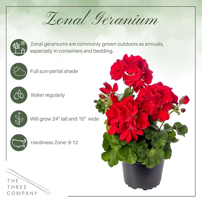 Live Flowering Zonal Geraniums - Red (3 Plants Per Pack) - Beautiful Spring Flowers - 12" Tall by 5" Wide in 1 Qt Pot