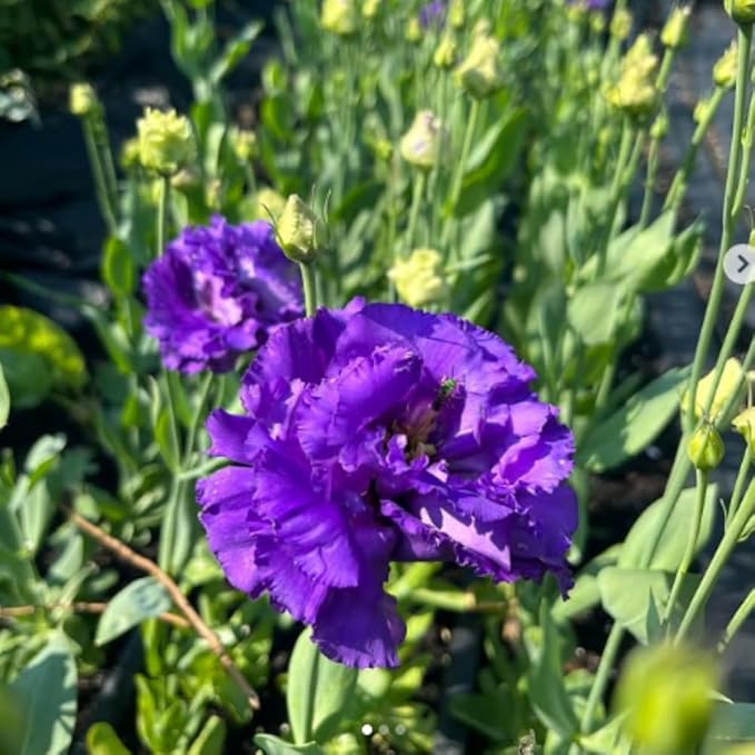 Eustoma Lisianthus Plant Live, Lisianthus Flowers Well Rooted Plug 2-3 Inch Height, Lisianthus Thornless Roses Seedling (Dark Blue Lisianthus)
