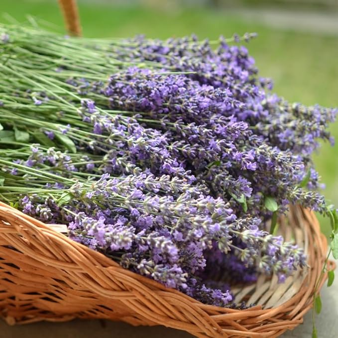 4 Lavender Plants Live Starter Plants 4-6" in Tall, Hardy Perennial Lavender for Garden and Landscape with Fragrant Purple Blooms, No Pot (Creek)