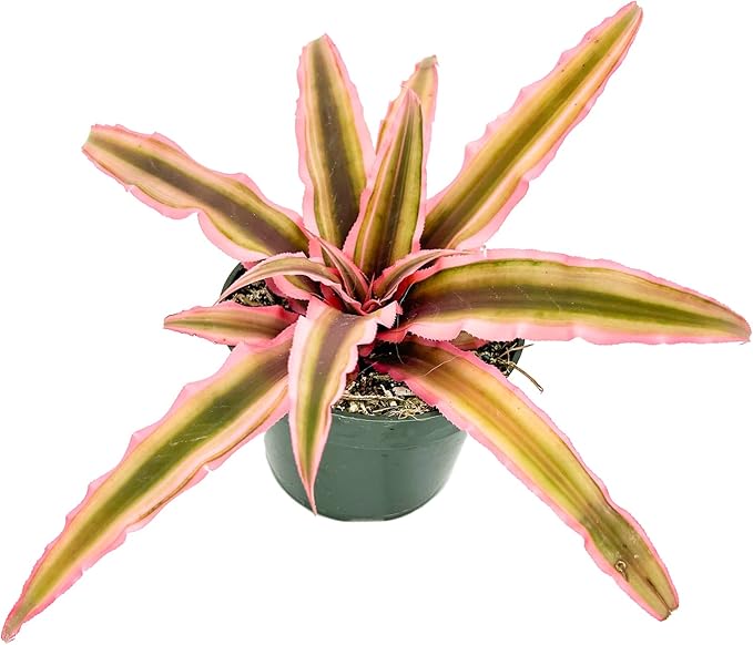 ragnaroc Live Plants – Cryptanthus ‘Pink Star‘, Jumbo 4-8" in 4" Pot - 1ct - Live Arrival Guaranteed - House Plants for Home Decor & Gift