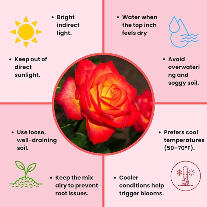 Rose Live Plant, Roses Flower Plant, Fragrant Flower for Planting, 4-6 Inches Tall, Bush Shrub Plants, Well Rooted, Ready to Grow (Red Orange Rose)