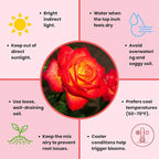 Rose Live Plant, Roses Flower Plant, Fragrant Flower for Planting, 4-6 Inches Tall, Bush Shrub Plants, Well Rooted, Ready to Grow (Red Orange Rose)
