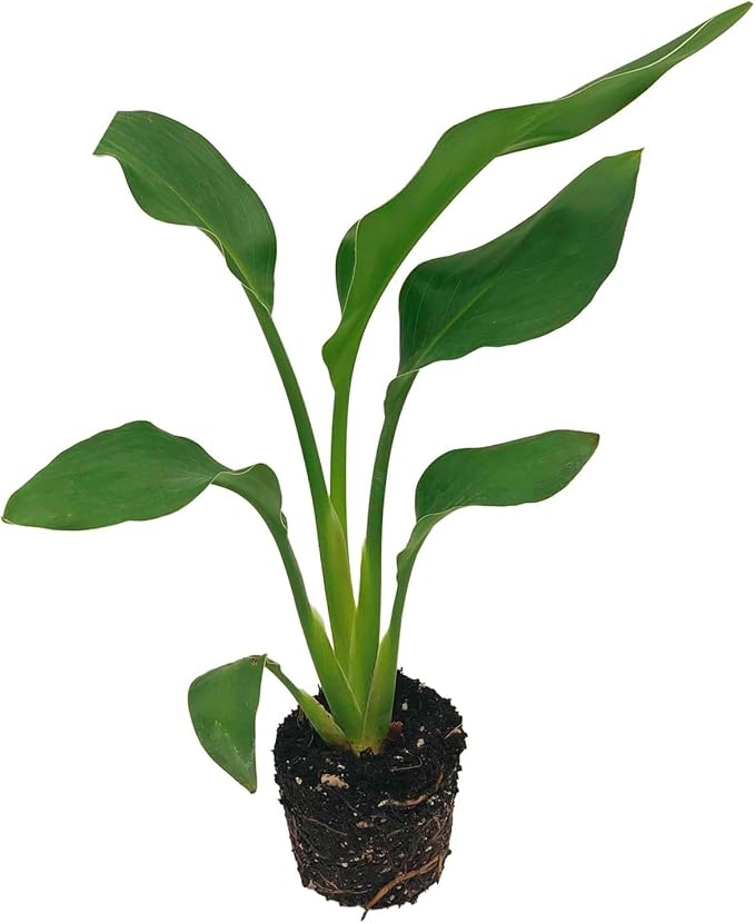 Live Orange Birds of Paradise Plant - ‘Orange Birds of Paradise’ Strelitzia Reginae - ragnaroc Tropical Plant 6-10” Tall - 2ct - Live Arrival Guaranteed - House Plants for Home Decor & Gift