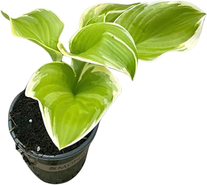Live Perennial Hosta - Assorted Varieties (3 Plants Per Pack) Beautiful Accent Plant, 10" Tall by 4" Wide in 1 Qt Pot