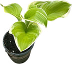Live Perennial Hosta - Assorted Varieties (3 Plants Per Pack) Beautiful Accent Plant, 10" Tall by 4" Wide in 1 Qt Pot