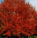 Brandywine Red Maple Tree - Live Plant Shipped 2 to 3 Feet Tall by DAS Farms