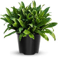 Culantro Plant Live, Culantro Live Plant, 4 Inches Pot, 5 to 7 Inches Tall, Vegetable Herb Plant