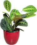 Live Plant, Red Maranta Prayer Plant, Pet Friendly, Air Purifying Plant, Easy Care, Easy to Grow Live Indoor Plant, Houseplant, Rare Indoor Plant, Home Décor 4.7 inch Pot (Red)