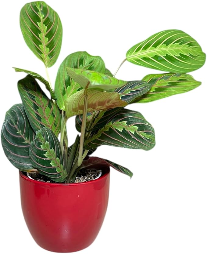 Live Plant, Red Maranta Prayer Plant, Pet Friendly, Air Purifying Plant, Easy Care, Easy to Grow Live Indoor Plant, Houseplant, Rare Indoor Plant, Home Décor 4.7 inch Pot (Red)
