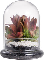 NCYP Small Clear Decorative Glass Terrarium Cloche with Air Hole - 4.7 x 4.7 x 6.3 Inches Glass Dome with Base for Miniature Plants - Display Storage (No Plants Included)