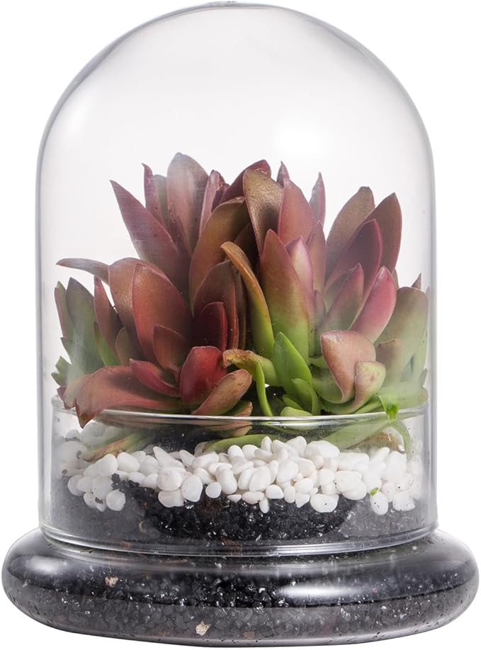 NCYP Small Clear Decorative Glass Terrarium Cloche with Air Hole - 4.7 x 4.7 x 6.3 Inches Glass Dome with Base for Miniature Plants - Display Storage (No Plants Included)