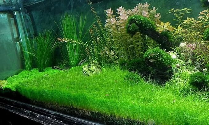 Freshwater Aquarium Decor, Easy Growing Dwarf Carpet for Fish Tank/Terrarium, Natural Aquatic Plant Growth Material – 1 Pack (Short Hair)