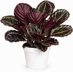 Large Calathea Dottie Live Plant, Prayer Plant Indoor, Colorful Pink House Plant, Calathea Plant Live, Indoor Plant for Home Decor and Room Decor