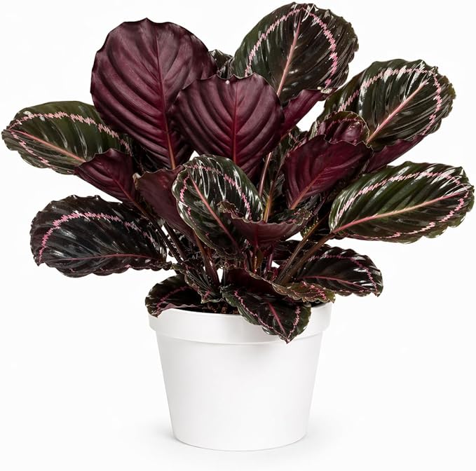 Large Calathea Dottie Live Plant, Prayer Plant Indoor, Colorful Pink House Plant, Calathea Plant Live, Indoor Plant for Home Decor and Room Decor