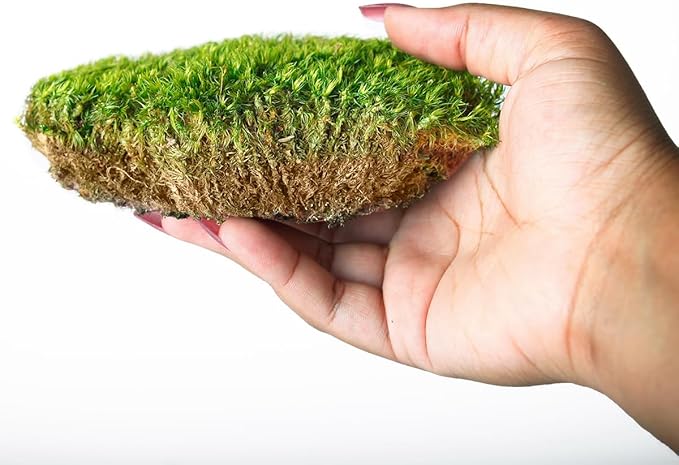 SuperMoss (21538) Mood Moss Preserved, Fresh Green, 3 Pounds