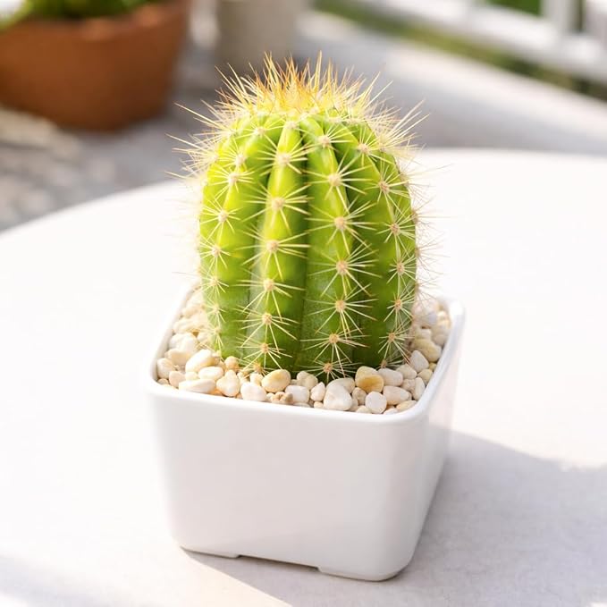 Live Cactus Plants, Fully Rooted 2-inch Cactus Succulent Plants, Rare Varieties for Gift or Home Decoration (Echinopsis Huascha Hybrid Cactus)