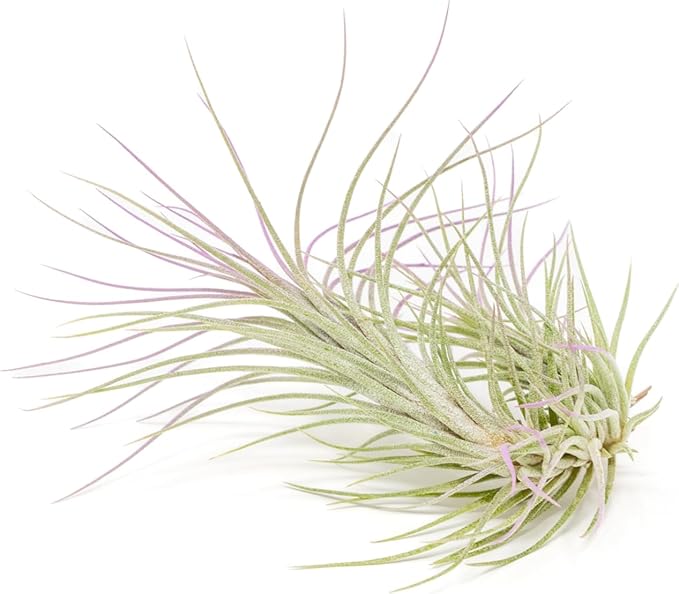 Lavender Colorful Tillandsia Air Plants - Long Lasting Color Enhanced Live Tillandsia Succulent House Plants - Home and Garden Decor - Easy Care Indoor and Outdoor Air Plant