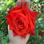 Light Red Climbing Rose Live Plant, Can Grow As Rose Bushes Shrubs, Fragrant Ready to Plant, Starter Size, 5 to 10 Inc Tall, Dormant in Winter