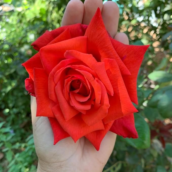 Light Red Climbing Rose Live Plant, Can Grow As Rose Bushes Shrubs, Fragrant Ready to Plant, Starter Size, 5 to 10 Inc Tall, Dormant in Winter