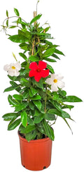 Live Mandevilla Flowering Plant - Trellis - Mixed Red Giant and White Giant - Tropical Plants of Florida - Overall Height 36" (Plant Only)
