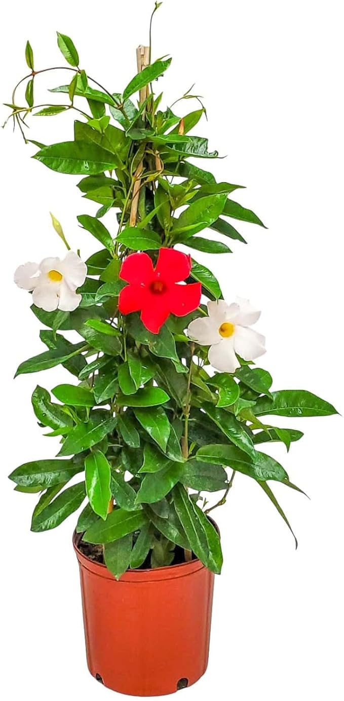 Live Mandevilla Flowering Plant - Trellis - Mixed Red Giant and White Giant - Tropical Plants of Florida - Overall Height 36" (Plant Only)