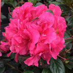 Double Dark Pink Azalea Plant Live, 7 Months Old Rhododendron Like, Azalea Rhododendron Tree Flowers Plants Live Bush in Pot