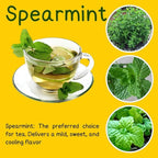 Sets 3 Spearmint Plants Live Fast Growing for Spring Planting, Fragrant Culinary Herb Mint for Indoor Outdoor Gardening, Cold Hardy
