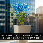 Electric Blue Spider Lily Bulb for Planting (1 Bulb) - Rare Lycoris Variety -Striking Blue Blooms -Easy Care Perennial - Surprise Bloom Flower - Unique Valentine Gift - Cheerful Lily