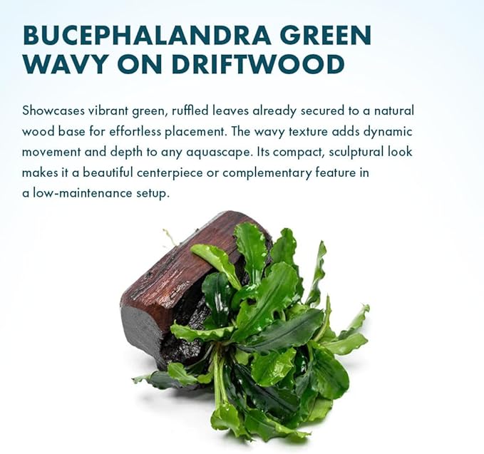 SubstrateSource Live Planted Decor - Bucephalandra Green Wavy on Driftwood - Bright Freshwater Aquatic Plant, Low to Medium Light, Foreground to Midground Tank Placement for Aquascaping - 1 Pack
