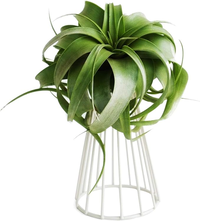 Air Plant Tillandsia Base Large Holder Metal Indoor Tabletop Big Streptophylla Air Plant Stands Tillandsia Plant Racks Large Xerographica (White)
