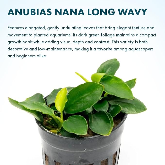 SubstrateSource Anubias Live Aquarium Plants - Potted Freshwater Plant for Fish Tanks, Terrariums - Beginner Friendly Low Light (Nana Long Wavy, 1 Pot)