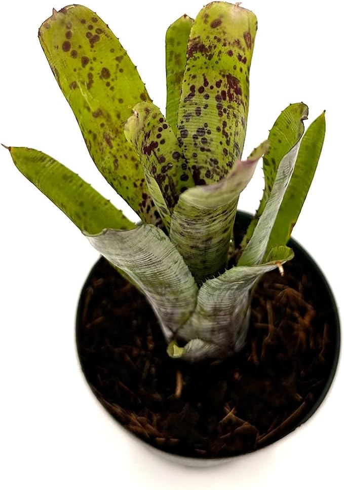 ragnaroc Live Plants – Bromeliad Neoregelia Pauciflora, 4-8" in 4" Pot - 1ct - Live Arrival Guaranteed - House Plants for Home Decor & Gift