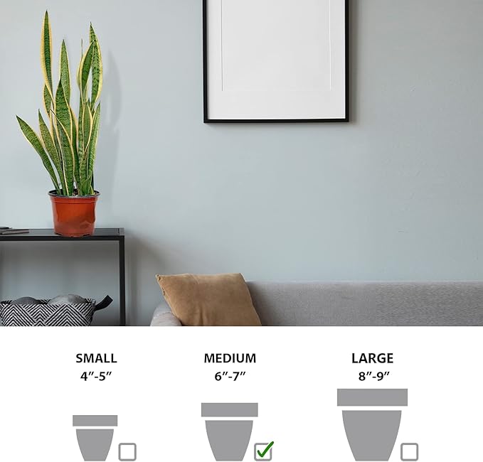 Live Sansevieria, Snake Plant, Housewarming Gift, Office Gift, Live Decor, Plant Lover Gift, Evergreen Indoor Plant in 6" Pot
